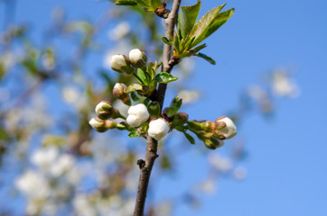 Young cherry blossoms in the spring garden against the blue sky