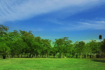 Green trees and Beautiful meadow in the park with morning sky.