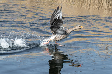 Greylag Goose Running on Water to Take Flight
