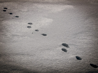 Fototapeta na wymiar Tracks in the snow