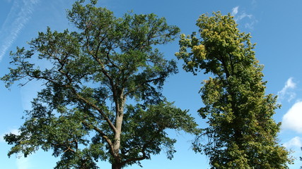 Fototapeta premium Trees against the background of the sky.