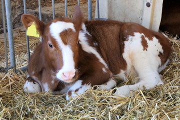 Brown and white calf lying in the hay in a stable © Yvonne