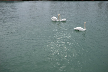 Swans in the Balaton