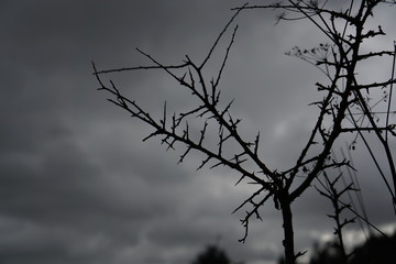 Fototapeta na wymiar branches of a tree