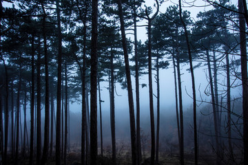 Fototapeta na wymiar autumn forest in the mist