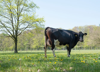 black cow in green grassy spring meadow with yellow flowers and blue sky