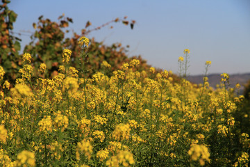 Senfblüten zwischen Weinreben