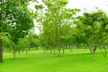 Plakat Green trees and Beautiful meadow in the park with morning sky.