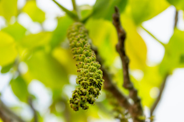 Walnut blooms. Flowers of walnut on the branch of tree in the spring. Selective focus.