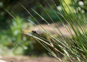 libellula posata su di un rametto