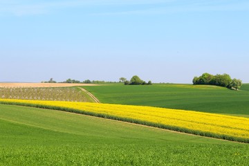 Rapsblüte im Frühling, Baden-Württemberg