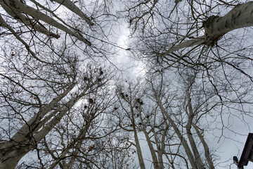 Jokai park in Siofok