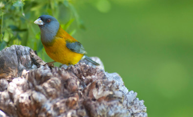 bird on a branch