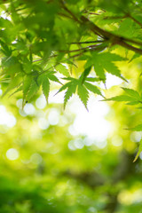 新緑の葉