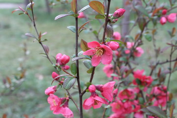 flowers in garden