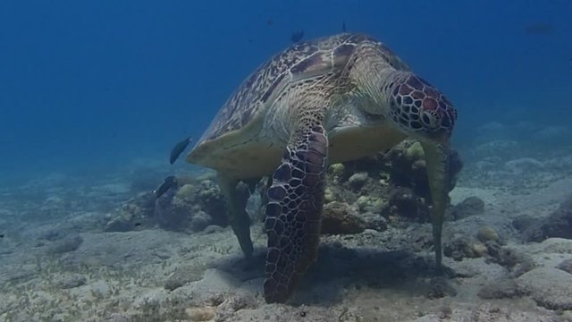 Green sea turtle's weird behavior standing with the tip of its four limbs touching the seafloor. It is either resting or having cleaned by cleaner fish.