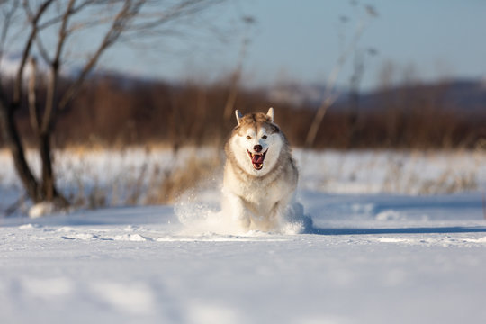 Crazy, happy and beautiful beige and white dog breed siberian husky running on the snow in the winter field.