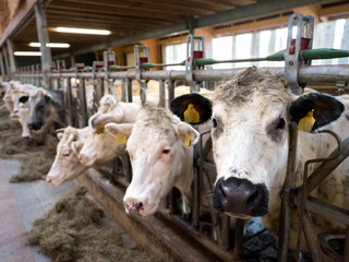 white meat cows inside barn on farm in holland