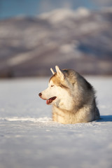 Beautiful and happy siberian husky dog lying in the snow field in winter on sunny day
