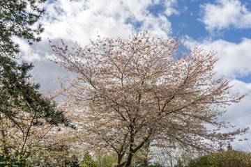 Obraz na płótnie Canvas New Tree Blossoms 2