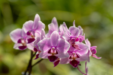 Fototapeta na wymiar Orchids, Beautiful orchid blooms