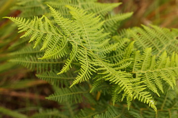 Bracken or coarse fern that grows on mountainsides.