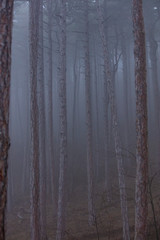 autumn forest in the mist
