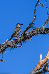 bird on a branch