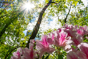 A close up of pink and white azaleas with the sun shining down on them