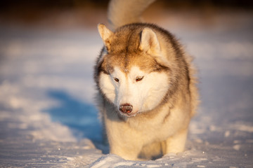 happy and cute beige and white dog breed siberian husky running on the snow in the winter field.