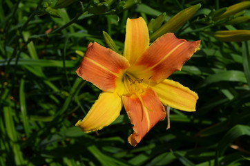 Close up of one yellow orange stripped lily flower in full bloom in soft focus in a garden in a sunny spring day