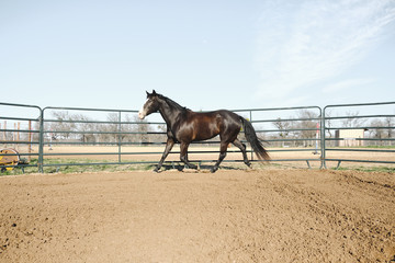 Large horse in round pen lunging outdoors.