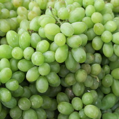 many green grapes, without leaves