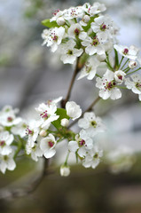 blooming cherry tree in spring