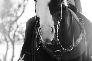 Black and white horseback riding concept with rider on horse closeup.