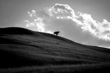 Obraz na płótnie Canvas tree in the distance black and white