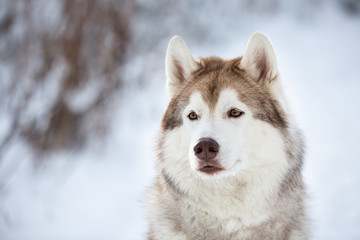 Close-up Portrait of beautiful, prideful and free Siberian Husky dog sitting on the snow in the fairy forest in winter