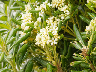 Pittosporum tobira - Le Pittosporum du Japon ou arbre des hottentots, un arbuste ornemental des régions chaudes aux fleurs blanches printanières et odorantes