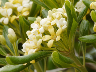 Obraz premium Pittosporum tobira - japońskie drzewo Pittosporum lub Hottentot, ozdobny krzew z ciepłych regionów o pachnących, wiosennych białych kwiatach