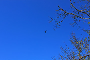 A bird flying in the blue sky