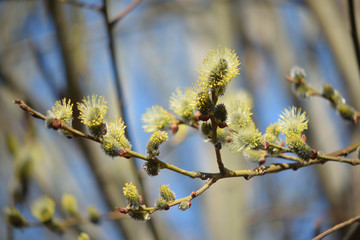 Blooming willow with yellow chickens on the branches