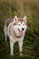 Portrait of free and happy siberian husky dog with brown eyes standing in the rye at sunset