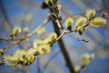 Blooming willow with yellow chickens on the branches