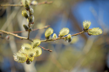 Blooming willow with yellow chickens on the branches