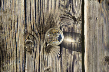 Glass globe on a plank