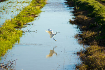 Crane flying over a small creek with reflection
