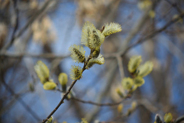 Blooming willow with yellow chickens on the branches