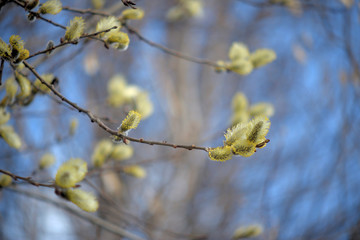 Fototapeta premium Blooming willow with yellow chickens on the branches