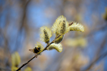 Blooming willow with yellow chickens on the branches
