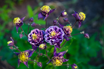 purple flowers in the garden